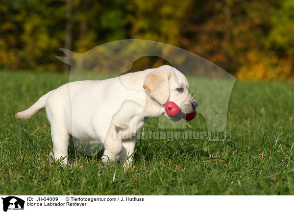 blonder Labrador Retriever / blonde Labrador Retriever / JH-04009
