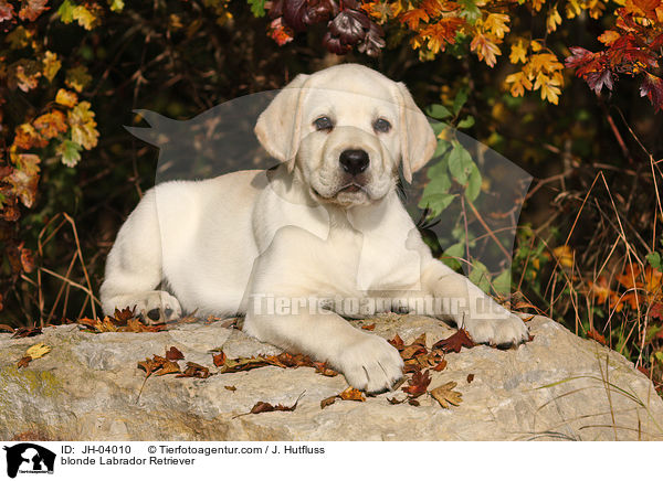 blonder Labrador Retriever / blonde Labrador Retriever / JH-04010