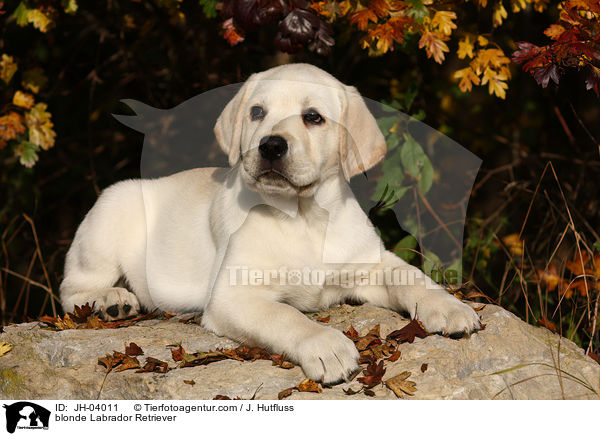 blonder Labrador Retriever / blonde Labrador Retriever / JH-04011