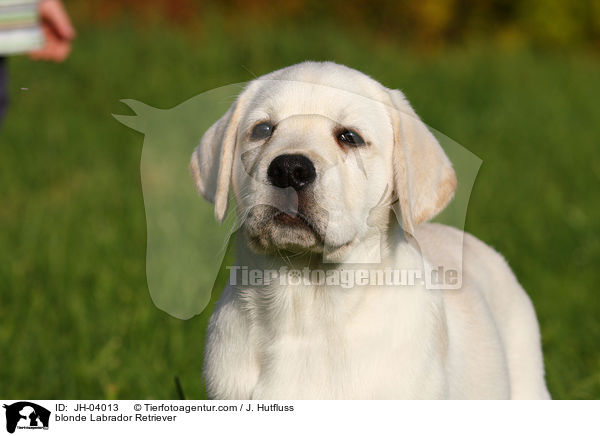 blonder Labrador Retriever / blonde Labrador Retriever / JH-04013