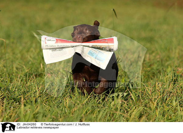 Labrador retrieves newspaper / JH-04260