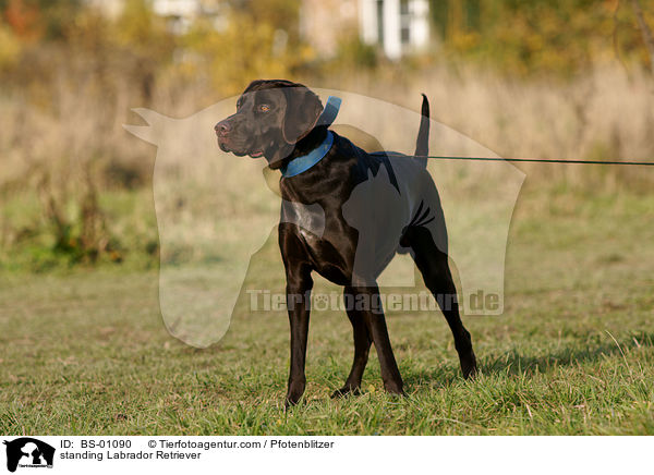 standing Labrador Retriever / BS-01090