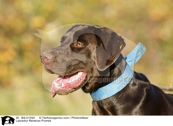 Labrador Retriever Portrait / Labrador Retriever Portrait / BS-01094