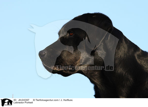 Labrador Portrait / Labrador Portrait / JH-04397