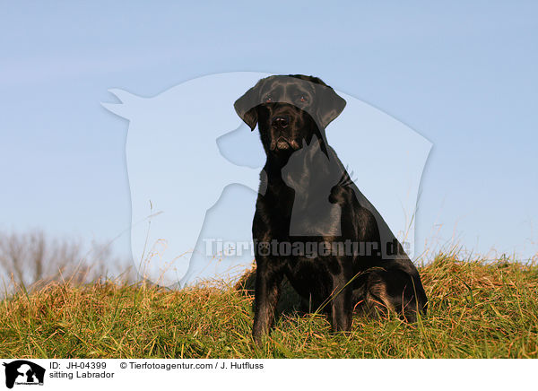 sitzender Labrador / sitting Labrador / JH-04399