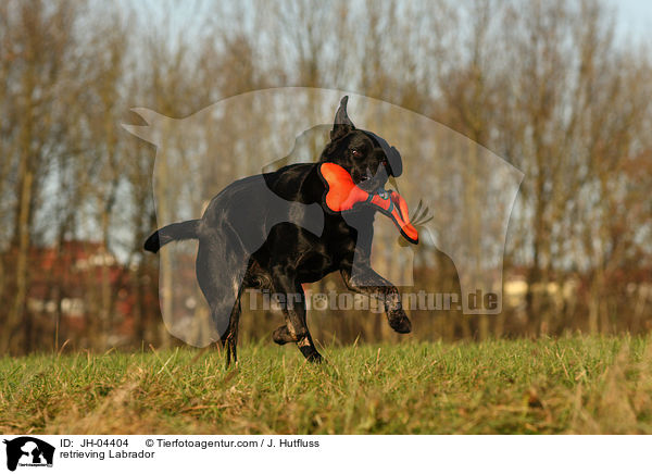 Labrador beim apportieren / retrieving Labrador / JH-04404