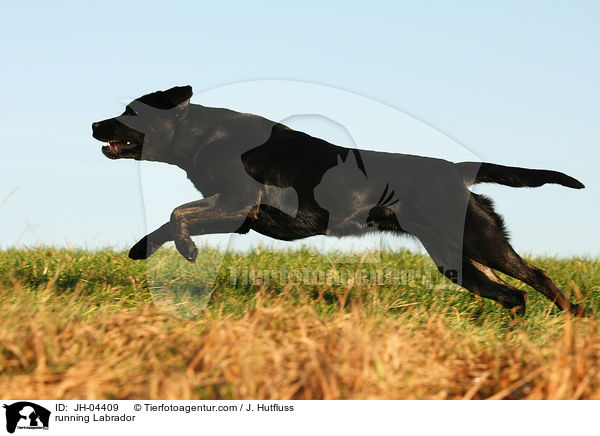 rennender Labrador / running Labrador / JH-04409