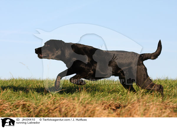 rennender Labrador / running Labrador / JH-04410