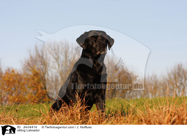 sitzender Labrador / sitting Labrador / JH-04414