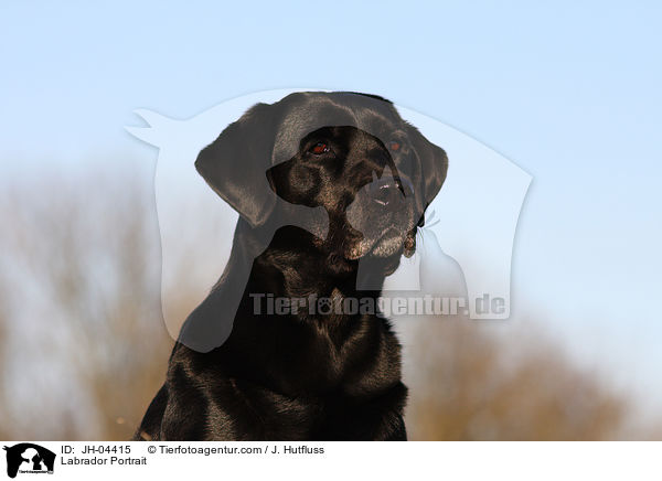 Labrador Portrait / Labrador Portrait / JH-04415