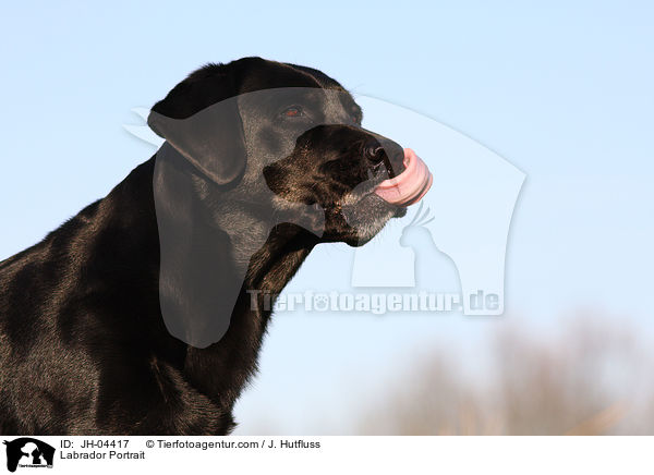 Labrador Portrait / Labrador Portrait / JH-04417