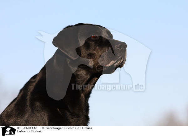 Labrador Portrait / Labrador Portrait / JH-04418
