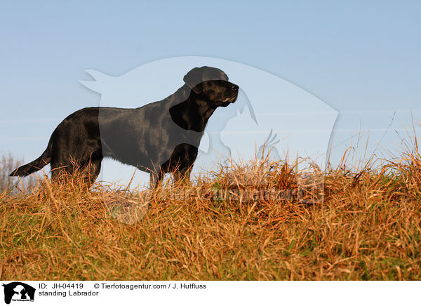 stehender Labrador / standing Labrador / JH-04419