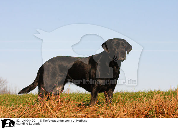 stehender Labrador / standing Labrador / JH-04420
