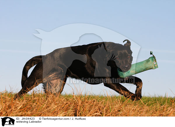 Labrador beim apportieren / retrieving Labrador / JH-04423