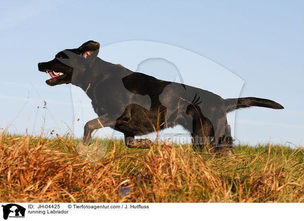 rennender Labrador / running Labrador / JH-04425
