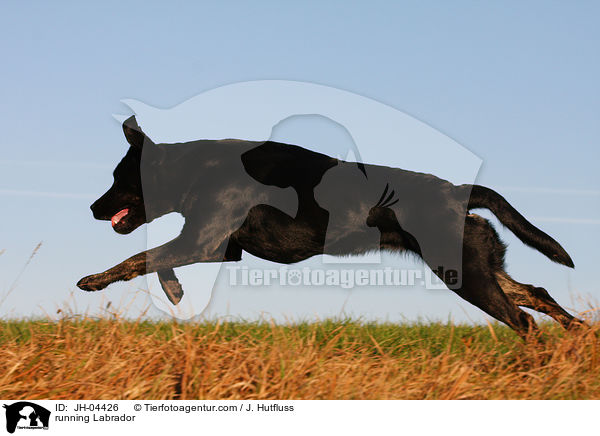 rennender Labrador / running Labrador / JH-04426