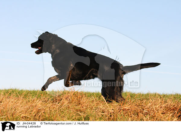 rennender Labrador / running Labrador / JH-04428
