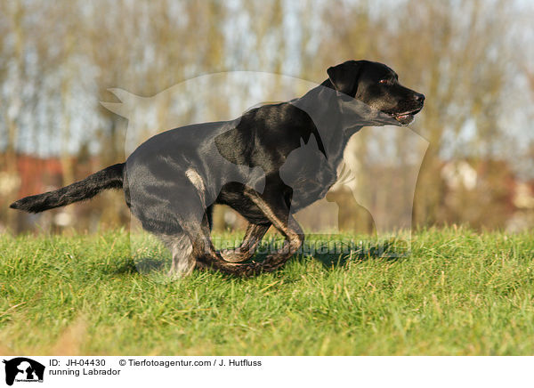 rennender Labrador / running Labrador / JH-04430