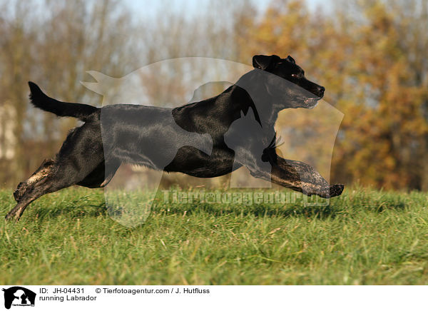 rennender Labrador / running Labrador / JH-04431