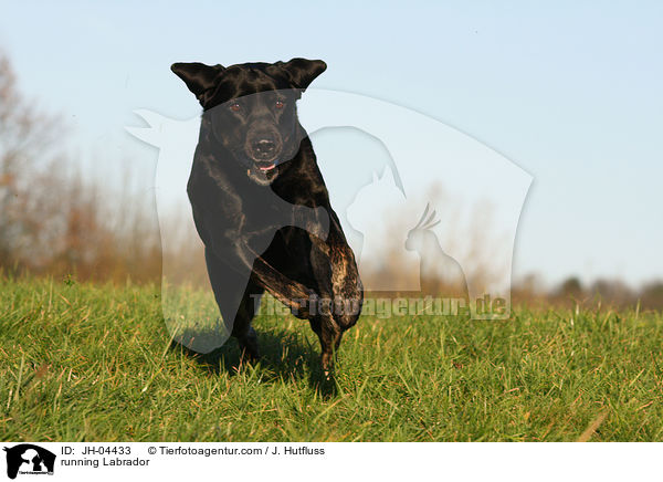 rennender Labrador / running Labrador / JH-04433