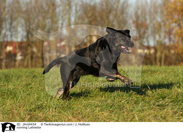 rennender Labrador / running Labrador / JH-04434