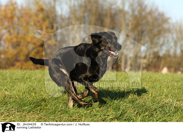 rennender Labrador / running Labrador / JH-04435