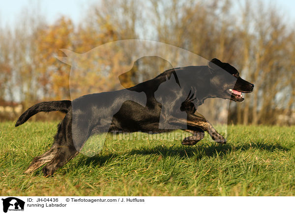 rennender Labrador / running Labrador / JH-04436