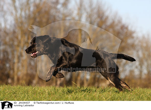 rennender Labrador / running Labrador / JH-04437