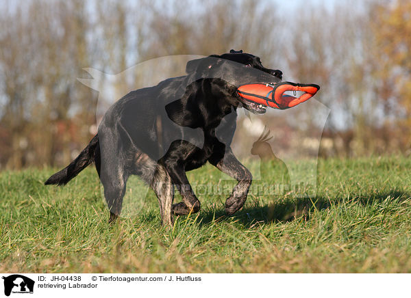 Labrador beim apportieren / retrieving Labrador / JH-04438