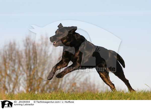 rennender Labrador / running Labrador / JH-04444