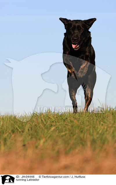 rennender Labrador / running Labrador / JH-04446