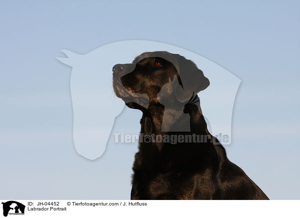 Labrador Portrait / Labrador Portrait / JH-04452