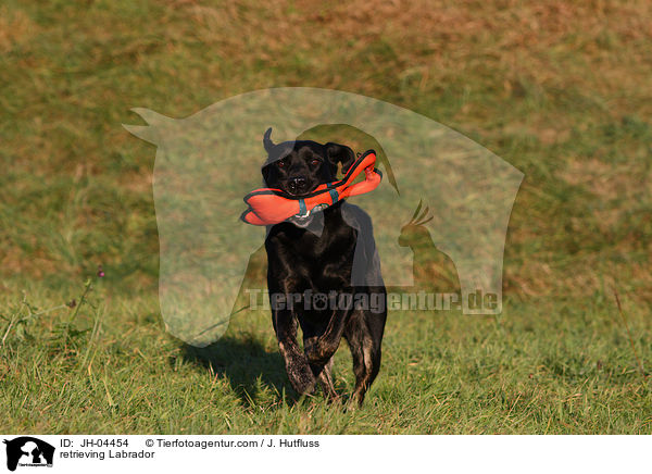 Labrador beim apportieren / retrieving Labrador / JH-04454