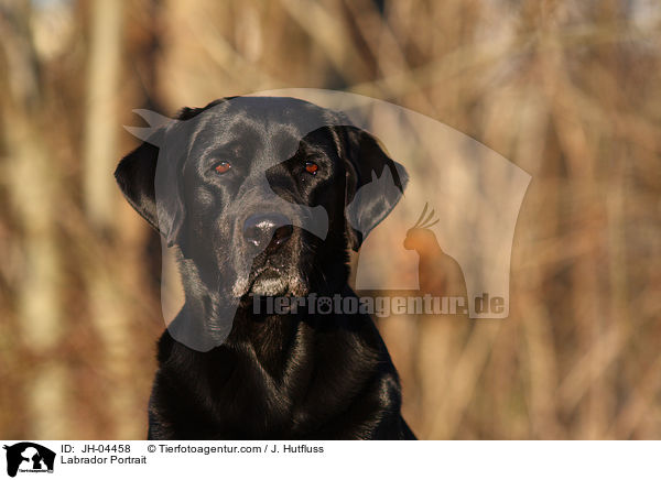 Labrador Portrait / Labrador Portrait / JH-04458