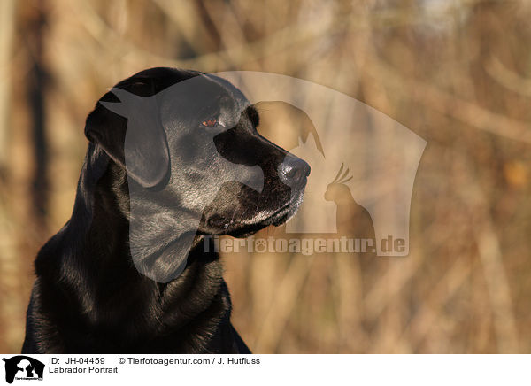 Labrador Portrait / Labrador Portrait / JH-04459