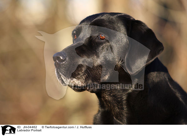 Labrador Portrait / Labrador Portrait / JH-04462
