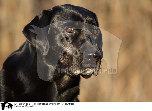 Labrador Portrait / Labrador Portrait / JH-04463