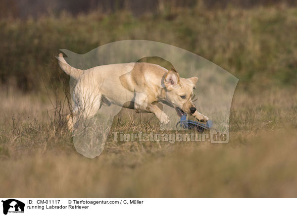rennender Labrador Retriever / running Labrador Retriever / CM-01117