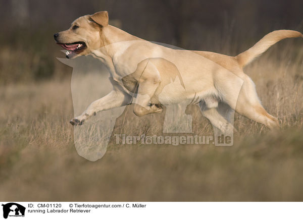 rennender Labrador Retriever / running Labrador Retriever / CM-01120