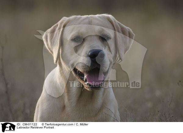 Labrador Retriever Portrait / Labrador Retriever Portrait / CM-01122