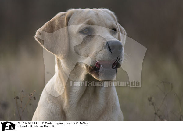 Labrador Retriever Portrait / Labrador Retriever Portrait / CM-01123