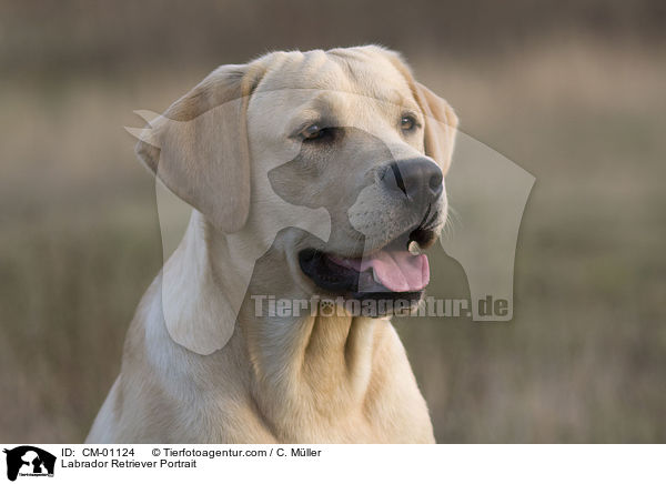 Labrador Retriever Portrait / Labrador Retriever Portrait / CM-01124