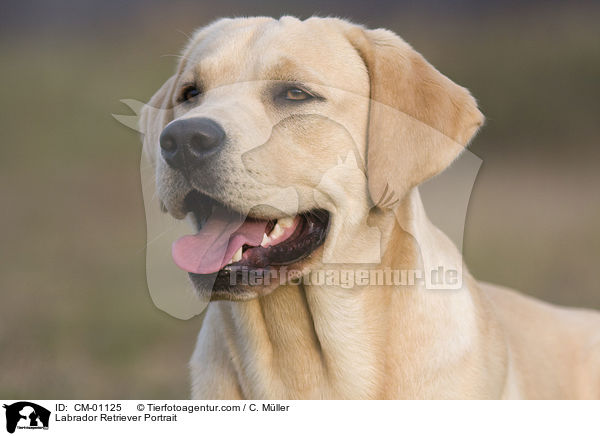 Labrador Retriever Portrait / Labrador Retriever Portrait / CM-01125