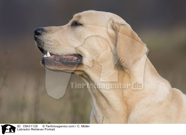Labrador Retriever Portrait / Labrador Retriever Portrait / CM-01126