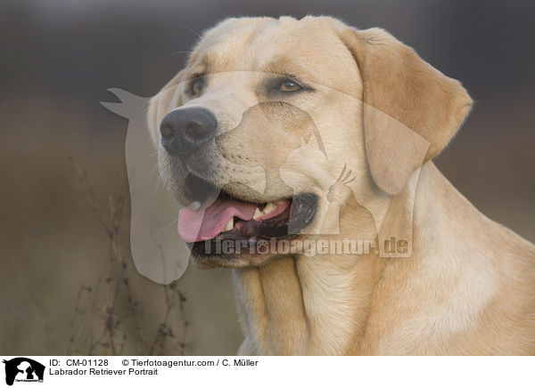 Labrador Retriever Portrait / Labrador Retriever Portrait / CM-01128