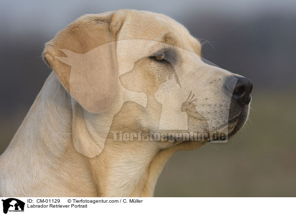Labrador Retriever Portrait / Labrador Retriever Portrait / CM-01129