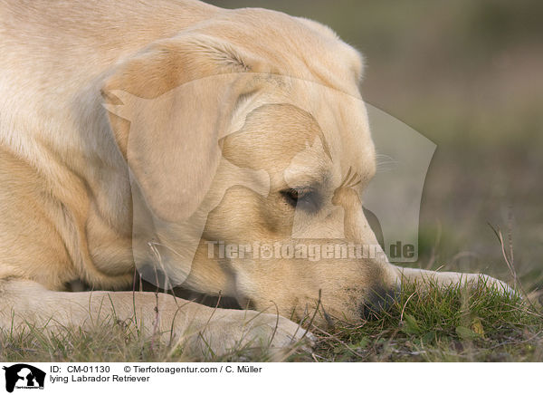 liegender Labrador Retriever / lying Labrador Retriever / CM-01130