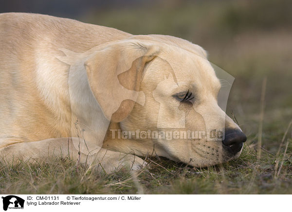 liegender Labrador Retriever / lying Labrador Retriever / CM-01131
