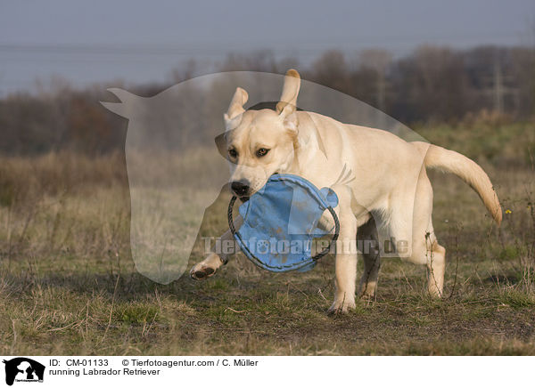 rennender Labrador Retriever / running Labrador Retriever / CM-01133